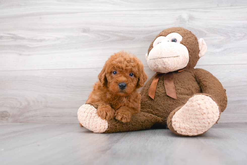 Mini Goldendoodle Pup Being Cute