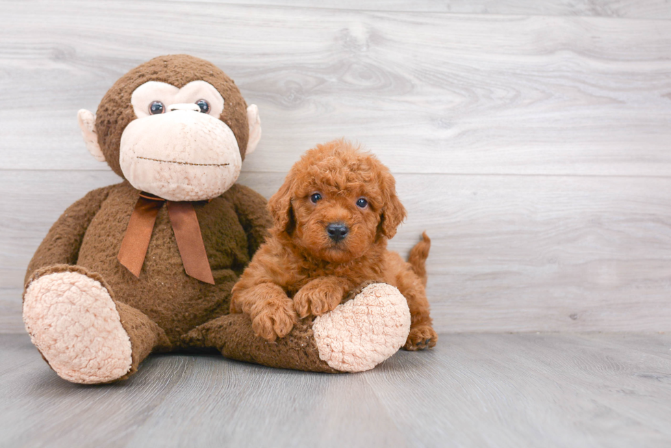 Playful Golden Retriever Poodle Mix Puppy