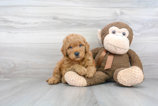 Adorable Golden Retriever Poodle Mix Puppy