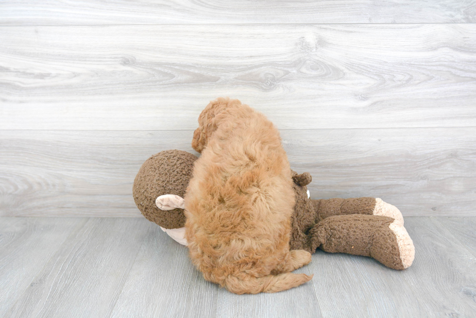 Cute Mini Goldendoodle Baby