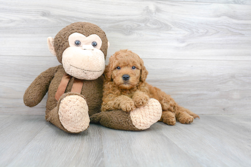 Playful Golden Retriever Poodle Mix Puppy