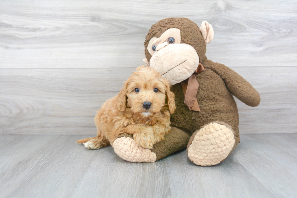 Mini Goldendoodle Puppy for Adoption