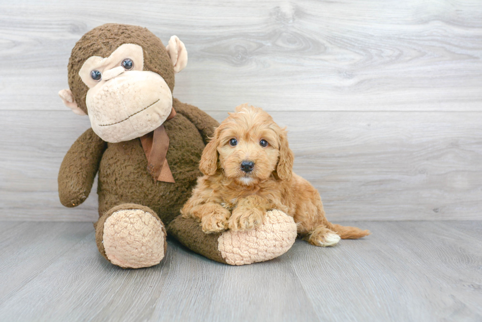 Cute Mini Goldendoodle Baby