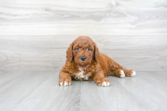 Mini Goldendoodle Pup Being Cute