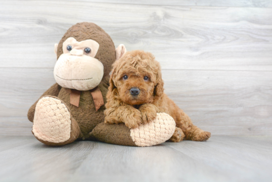 Best Mini Goldendoodle Baby