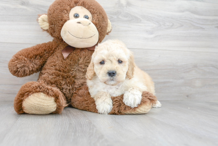 Petite Mini Goldendoodle Poodle Mix Pup