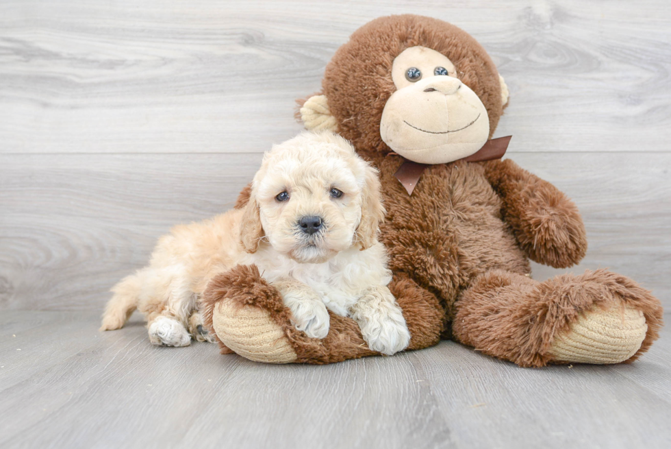 Best Mini Goldendoodle Baby