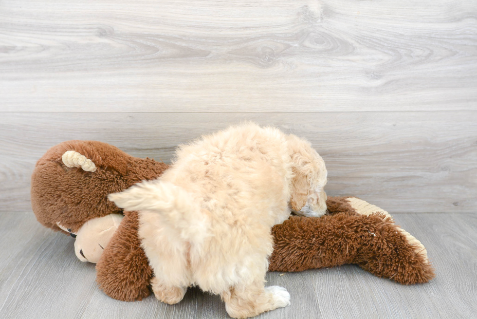 Playful Golden Retriever Poodle Mix Puppy