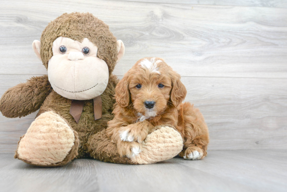 Best Mini Goldendoodle Baby