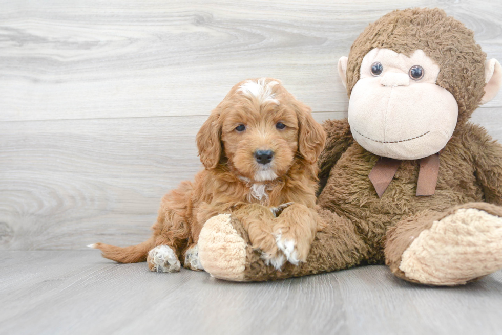 Mini Goldendoodle Puppy for Adoption