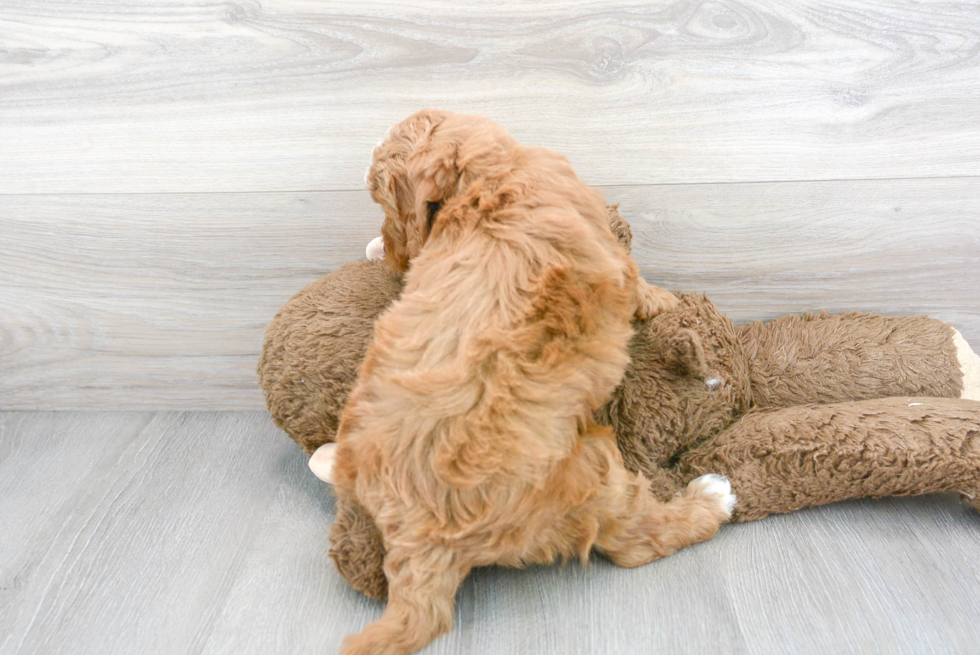 Hypoallergenic Golden Retriever Poodle Mix Puppy