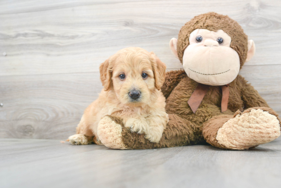 Best Mini Goldendoodle Baby