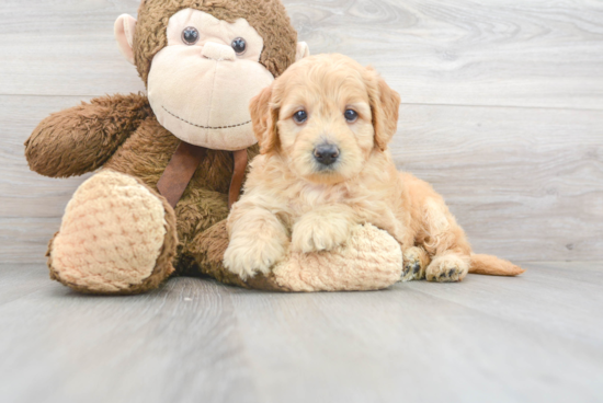 Best Mini Goldendoodle Baby