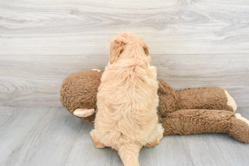 Mini Goldendoodle Pup Being Cute