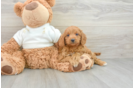 Friendly Mini Goldendoodle Baby