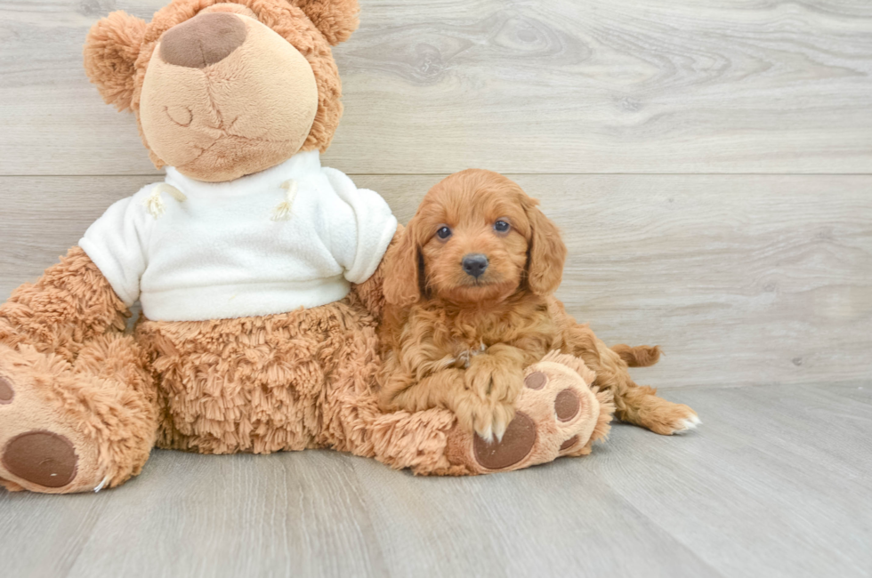 6 week old Mini Goldendoodle Puppy For Sale - Premier Pups