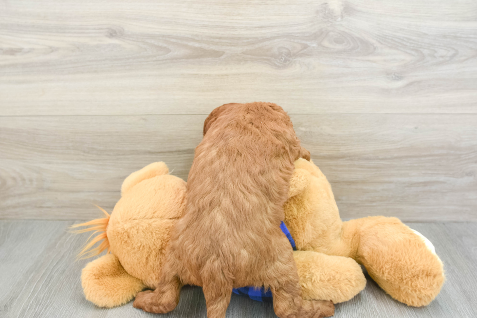 Little Mini Goldenpoo Poodle Mix Puppy