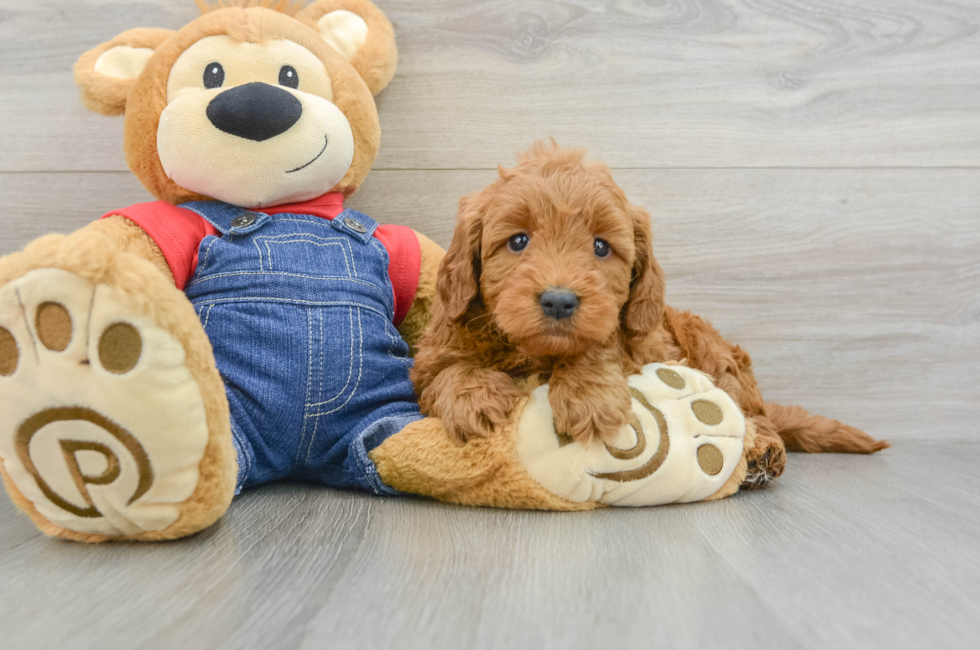 6 week old Mini Goldendoodle Puppy For Sale - Premier Pups