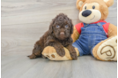 Best Mini Goldendoodle Baby