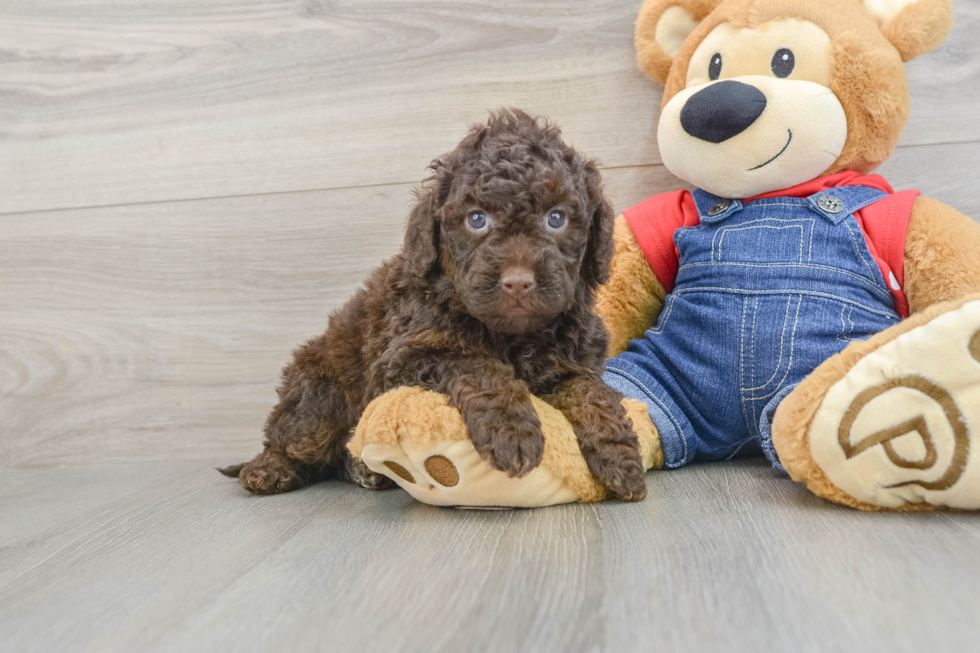 Best Mini Goldendoodle Baby