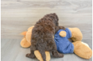 Best Mini Goldendoodle Baby