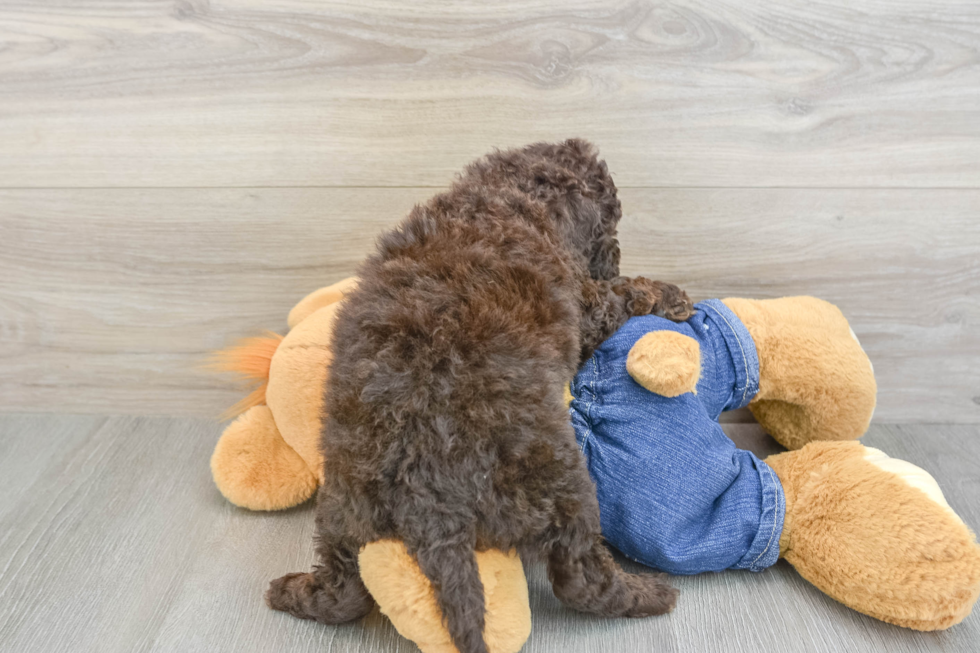 Best Mini Goldendoodle Baby