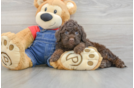 Mini Goldendoodle Puppy for Adoption