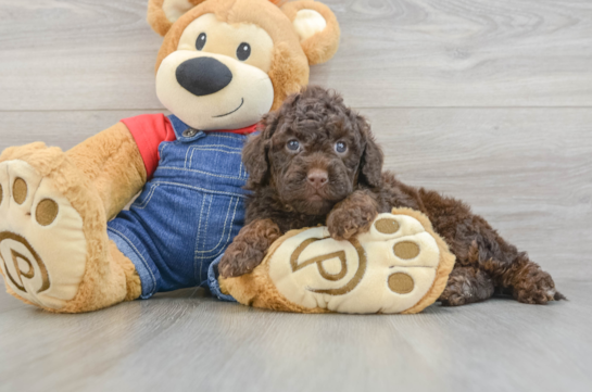Mini Goldendoodle Puppy for Adoption