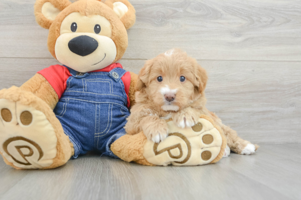 5 week old Mini Goldendoodle Puppy For Sale - Premier Pups