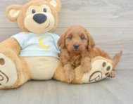 9 week old Mini Goldendoodle Puppy For Sale - Premier Pups