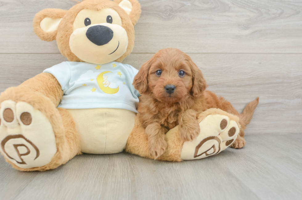 5 week old Mini Goldendoodle Puppy For Sale - Premier Pups