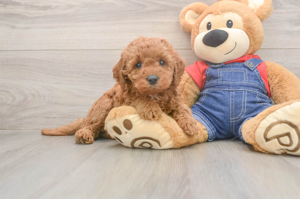 5 week old Mini Goldendoodle Puppy For Sale - Premier Pups