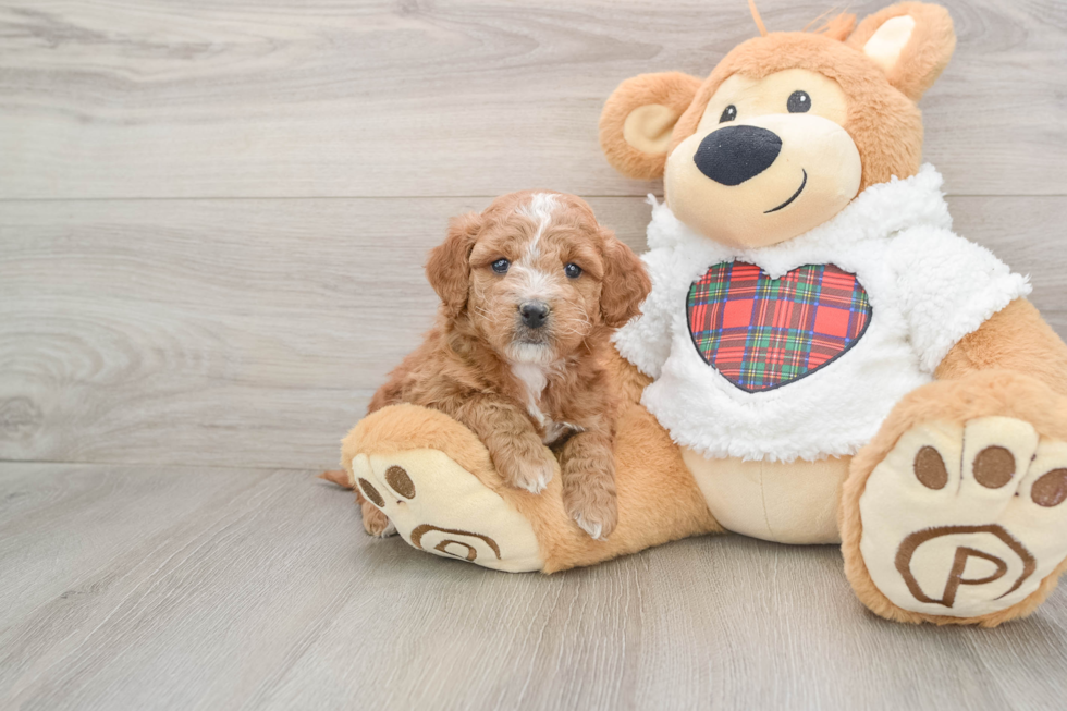 Fluffy Mini Goldendoodle Poodle Mix Pup