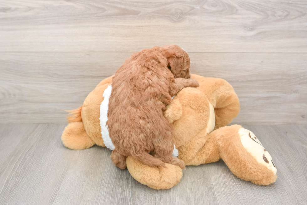 Hypoallergenic Mini Goldiepoo Poodle Mix Puppy