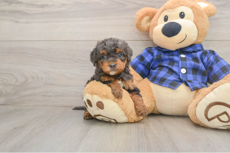 Energetic Golden Doodle Poodle Mix Puppy