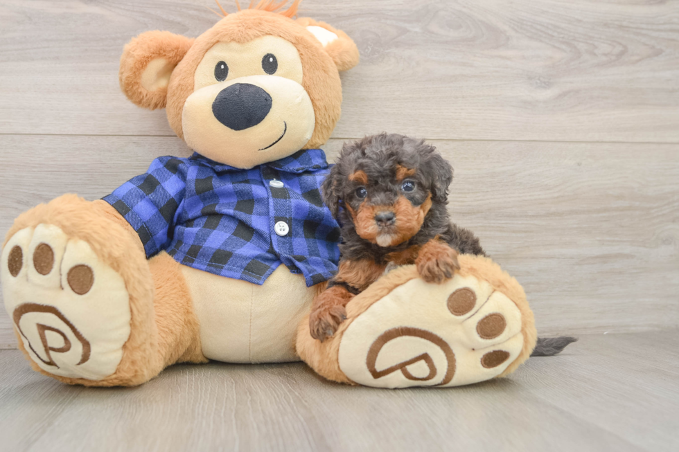 Mini Goldendoodle Pup Being Cute