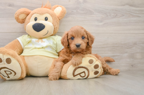 Mini Goldendoodle Puppy for Adoption