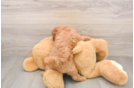 Smart Mini Goldendoodle Poodle Mix Pup