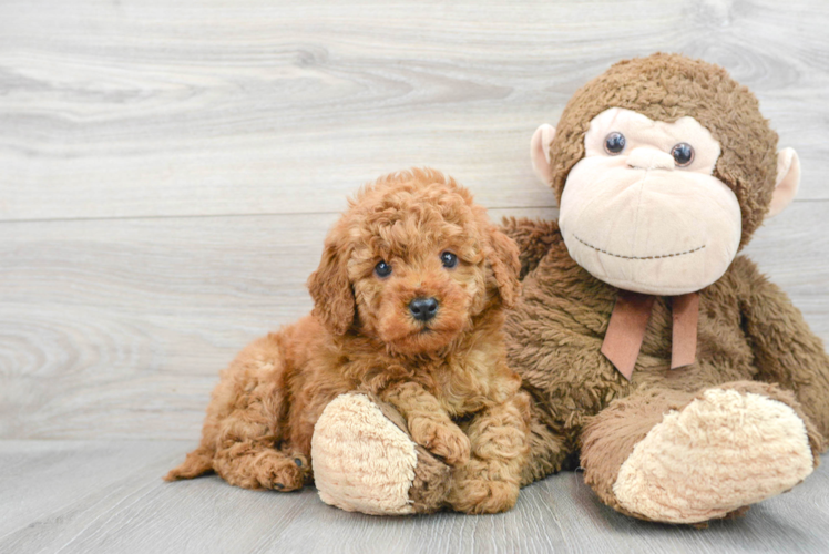 Mini Goldendoodle Puppy for Adoption