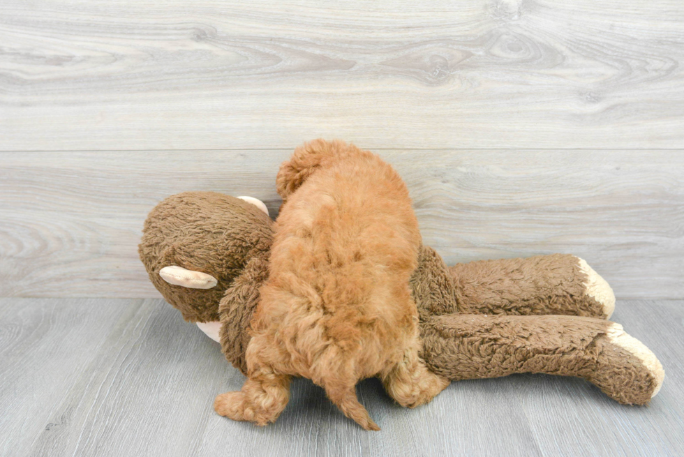 Fluffy Mini Goldendoodle Poodle Mix Pup