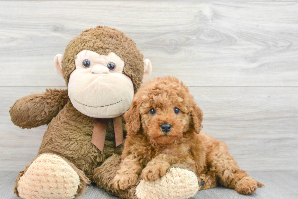 Mini Goldendoodle Pup Being Cute