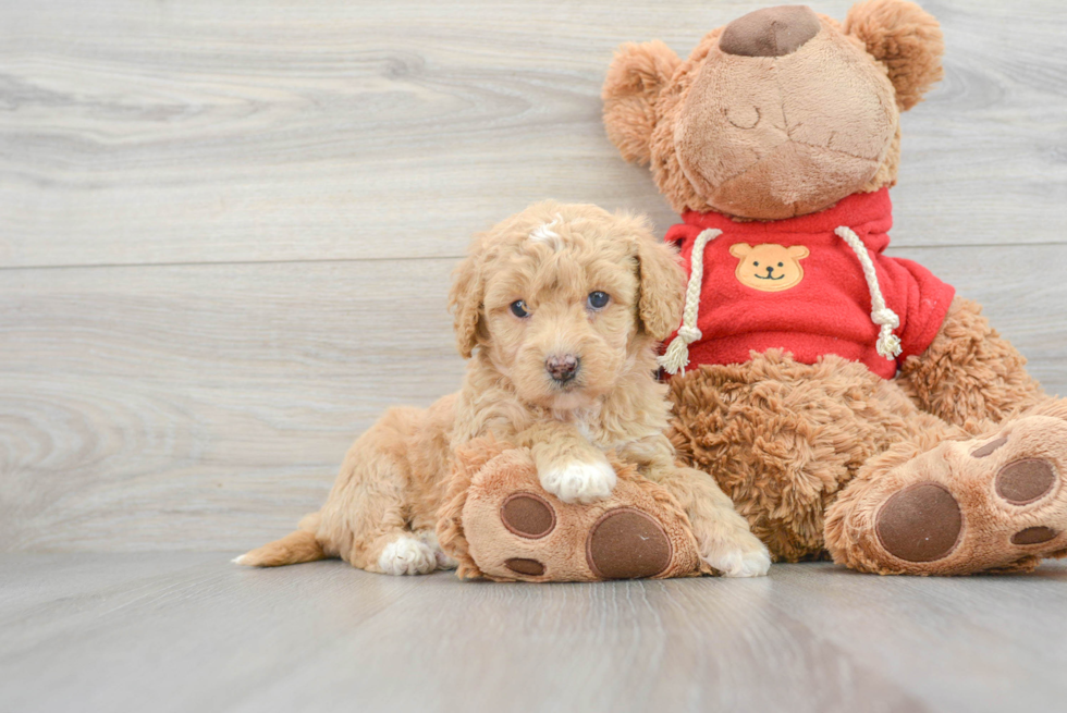 Best Mini Goldendoodle Baby