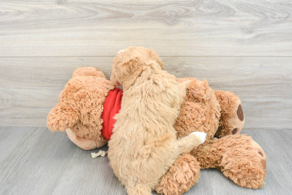 Fluffy Mini Goldendoodle Poodle Mix Pup