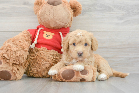 Friendly Mini Goldendoodle Baby