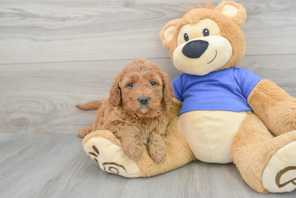 Mini Goldendoodle Pup Being Cute