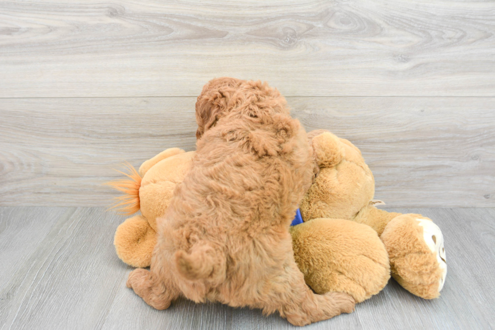 Fluffy Mini Goldendoodle Poodle Mix Pup