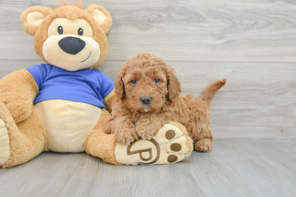 Best Mini Goldendoodle Baby