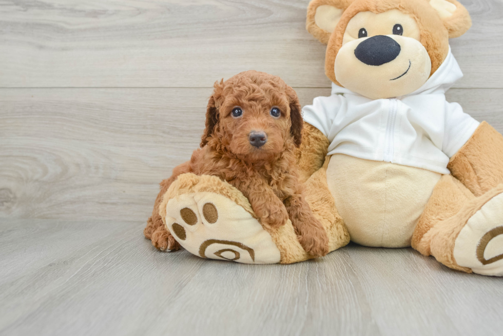 Small Mini Goldendoodle Baby