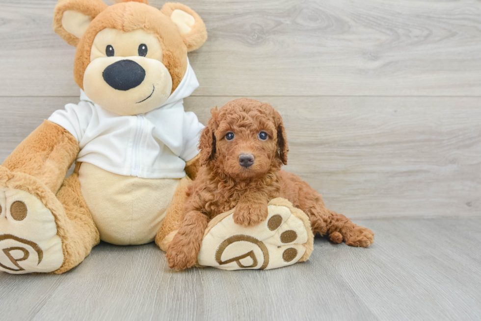 Playful Mini Groodle Poodle Mix Puppy