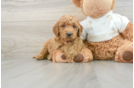 Mini Goldendoodle Pup Being Cute